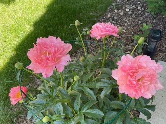 7454 S Norfolk St, Aurora, CO 80016 - Photo 26