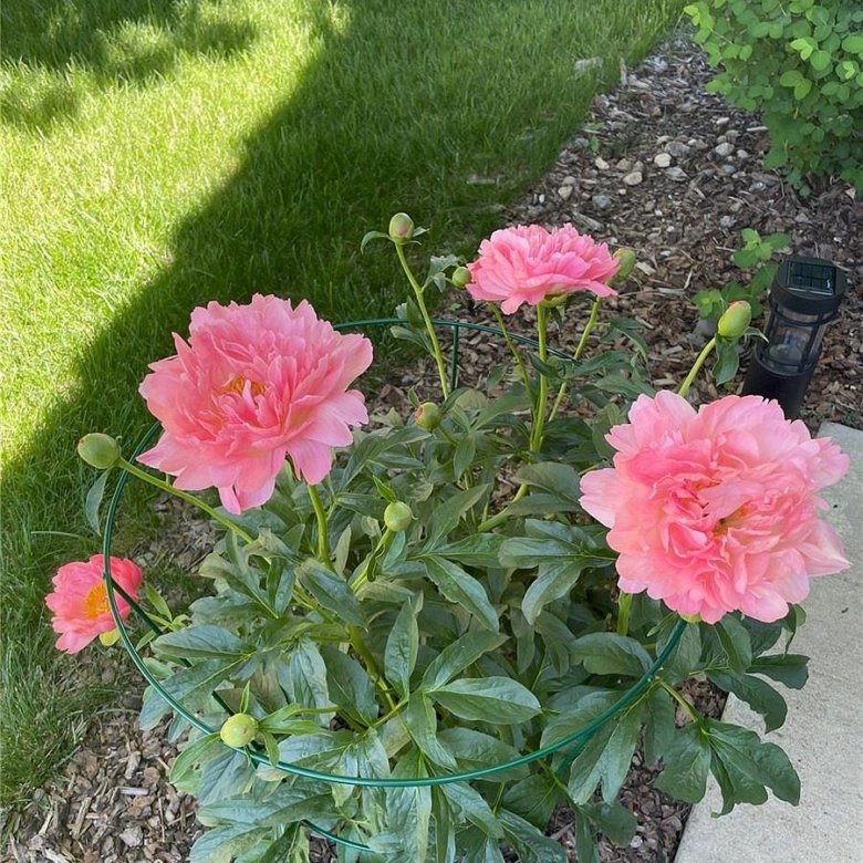 7454 S Norfolk St, Aurora, CO 80016 - Photo 26