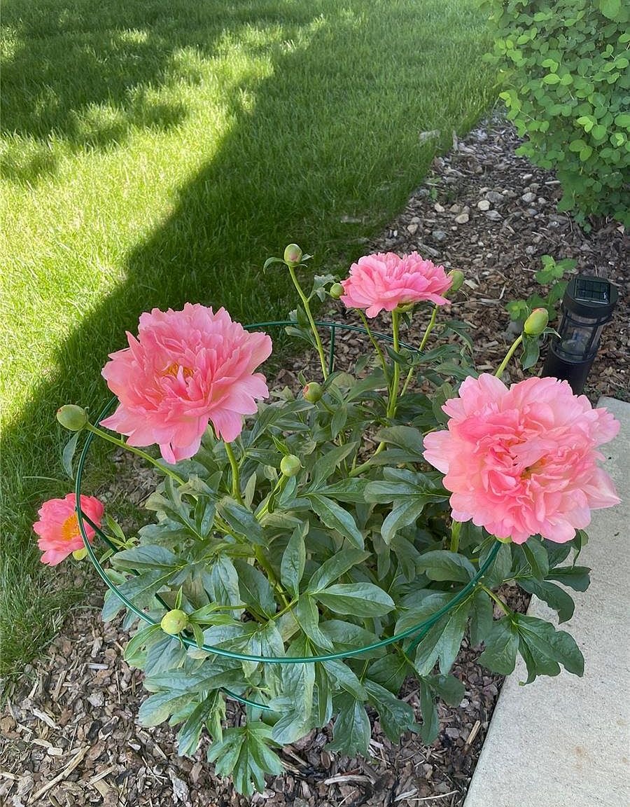 7454 S Norfolk St, Aurora, CO 80016 - Photo 26