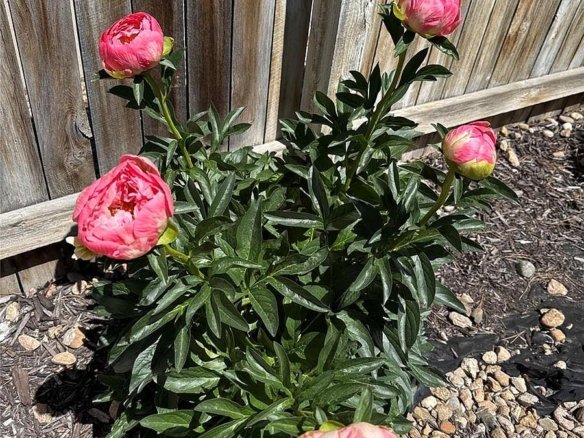 7454 S Norfolk St, Aurora, CO 80016 - Photo 27