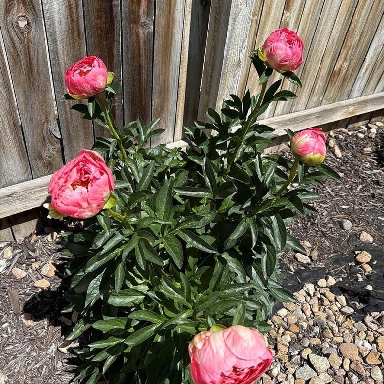 7454 S Norfolk St, Aurora, CO 80016 - Photo 27