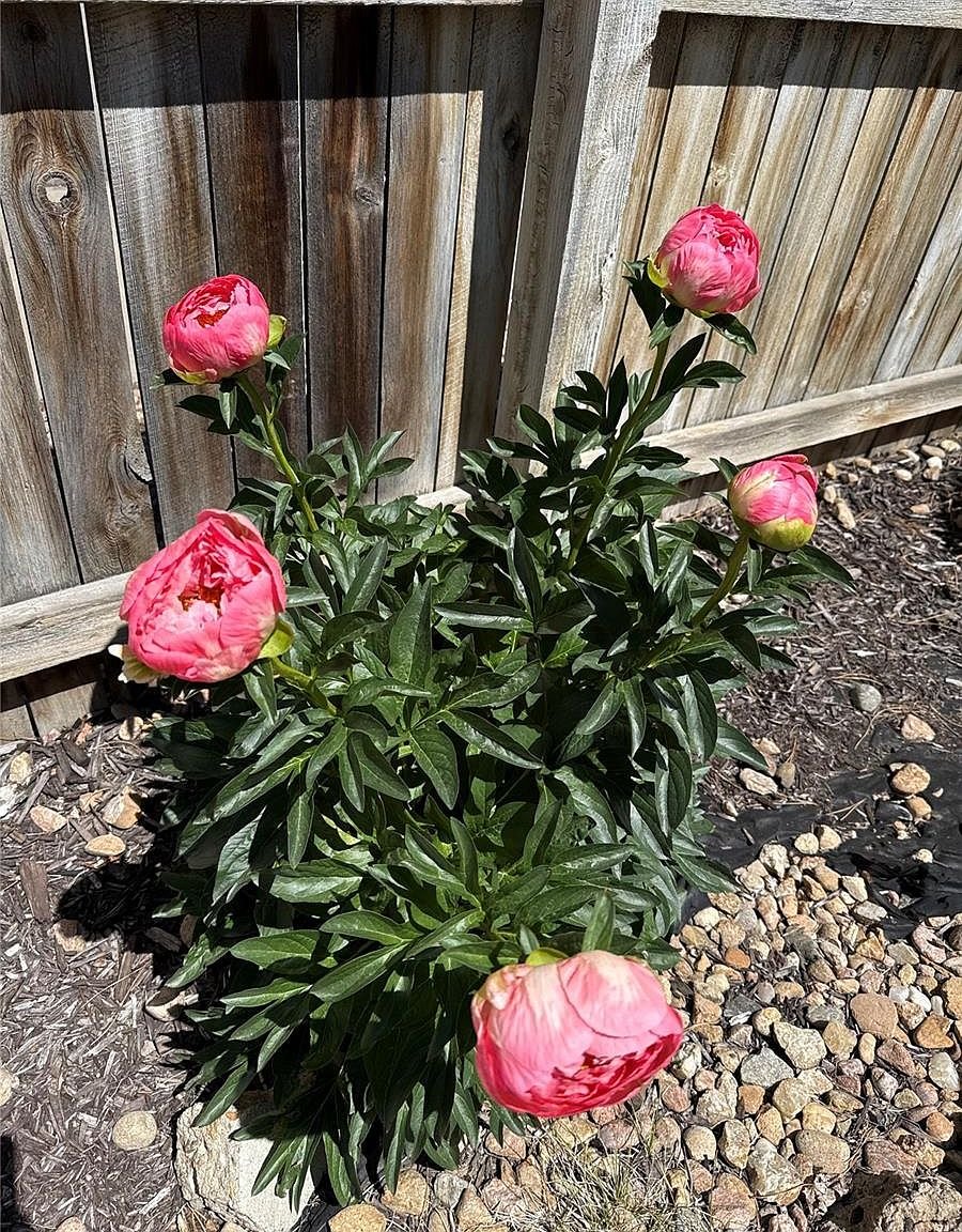 7454 S Norfolk St, Aurora, CO 80016 - Photo 27